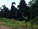 ขายที่ดิน - ขายสวนทุเรียนล้วน สวนปิด จำนวน 100 ไร่ อ.ท่าใหม่ จ. จันทบุรี