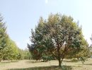 ขายที่ดิน - เสนอขายสวนทุเรียนให้ผลผลิตเต็มแปลง สวนสวย วิวเห็นเขา เนื้อที่ 10 ไร่กว่าๆ ตำบลซึ้ง อำเภอขลุง จันทบุรี