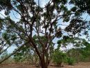 ขายที่ดิน - ขายที่ดินสวนลำไย 10 ปี 400 ต้น 25 ปี 250 ต้นลำไยแต่งกิ่งเรียบร้อยสวยงามใส่ปุ๋ยพ่นยาเรียบร้อย อ.โป่งน้ำร้อน จ.จันทบุรี