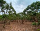 ขายที่ดิน - ขายที่ดินสวนลำไย 10 ปี 400 ต้น 25 ปี 250 ต้นลำไยแต่งกิ่งเรียบร้อยสวยงามใส่ปุ๋ยพ่นยาเรียบร้อย อ.โป่งน้ำร้อน จ.จันทบุรี