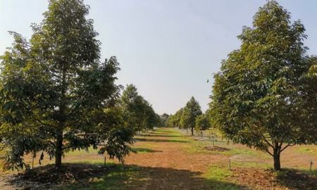 ขายที่ดิน - เสนอขายที่ดินสวนทุเรียน แปลงสวยๆๆ พร้อมโฉนด 72 ไร่ 2 งาน ท่าใหม่ จันทบุรี