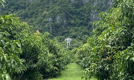 ขายที่ดิน - ขายสวนมะม่วงน้ำดอกไม้สีทองยกแปลง 98-2-09.0 ไร่ 48 ล้านบาท ปากท่อ ราชบุรี