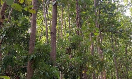 ขายที่ดิน - ที่ดิน อ.ท่าม่วง กาญจนบุรี เนื้อที่ 3งาน สวนต้นสัก