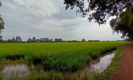 ขายที่ดิน - ขายที่ดิน (ที่นา) คู้ลำพัน ปราจีนบุรี ใกล้แหล่งน้ำ เหมาะทำการเกษตร A64345