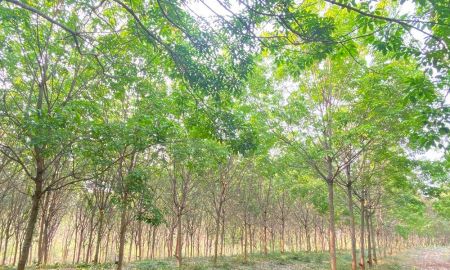 ขายที่ดิน - ขายที่ดิน 115 ไร่ พร้อมสวนยางพาราอายุ 9 ปี อำเภอหล่มสัก เพชรบูรณ์